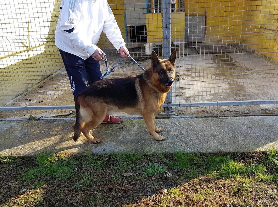 Fugge per i botti, cane salvato in A12 