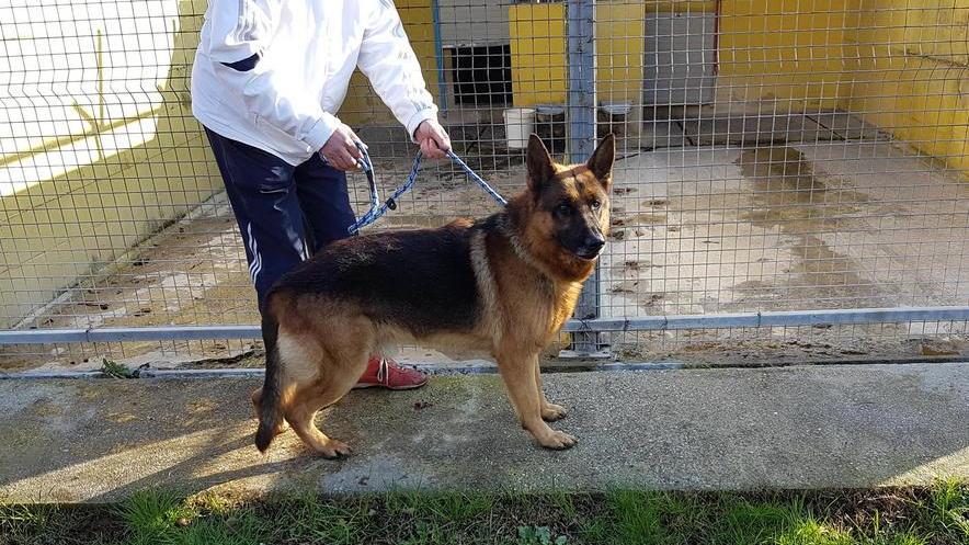 Fugge per i botti, cane salvato in A12