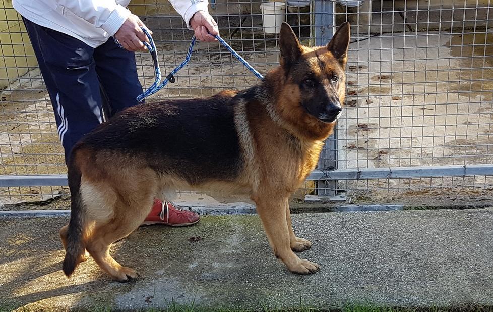 La poliziotta salva il cane in autostrada 