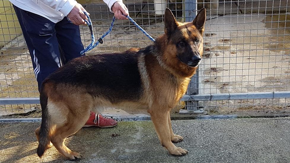 La poliziotta salva il cane in autostrada