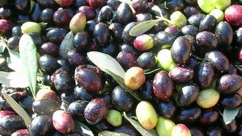 La scommessa agricoltura: Bosa valorizza la sua terra