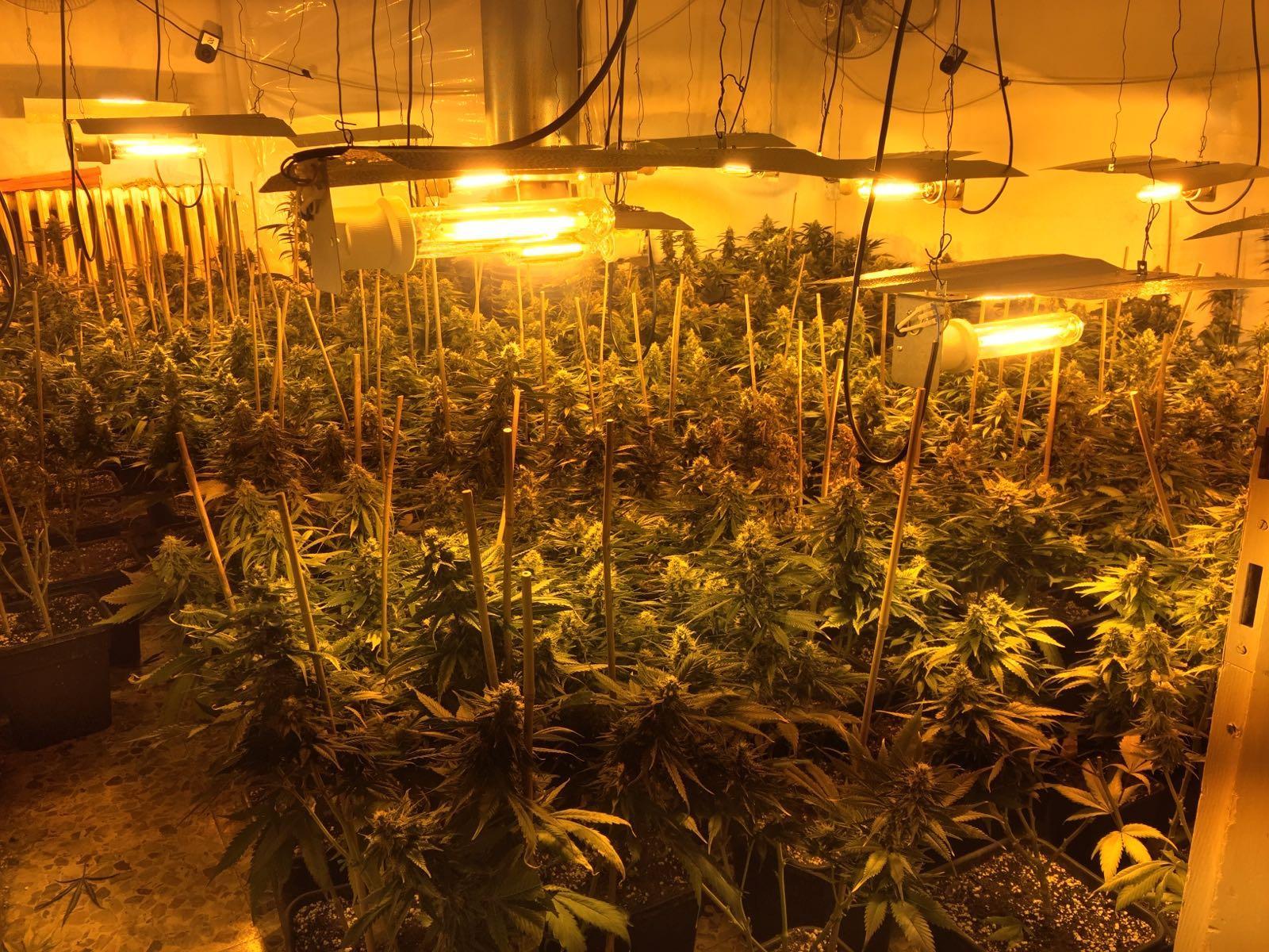 Fabbrico, scoperto un casolare con 800 piante di marijuana