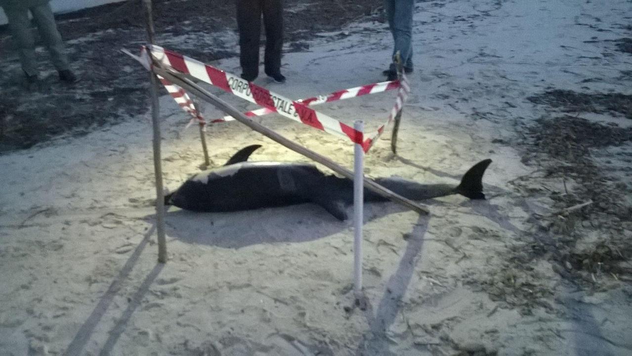 Gonnesa, trovate in spiaggia le carcasse di due delfini