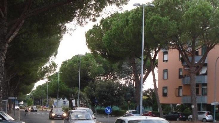 «Abbattete i pini in viale Uranio Sono pericolosi»
