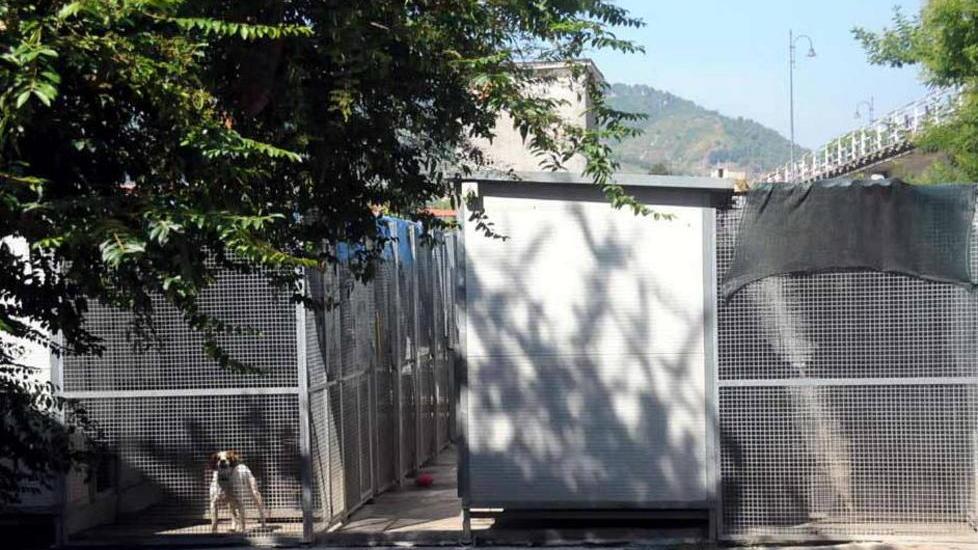 Canile, gli animalisti attaccano il Comune «Sono disinteressati»