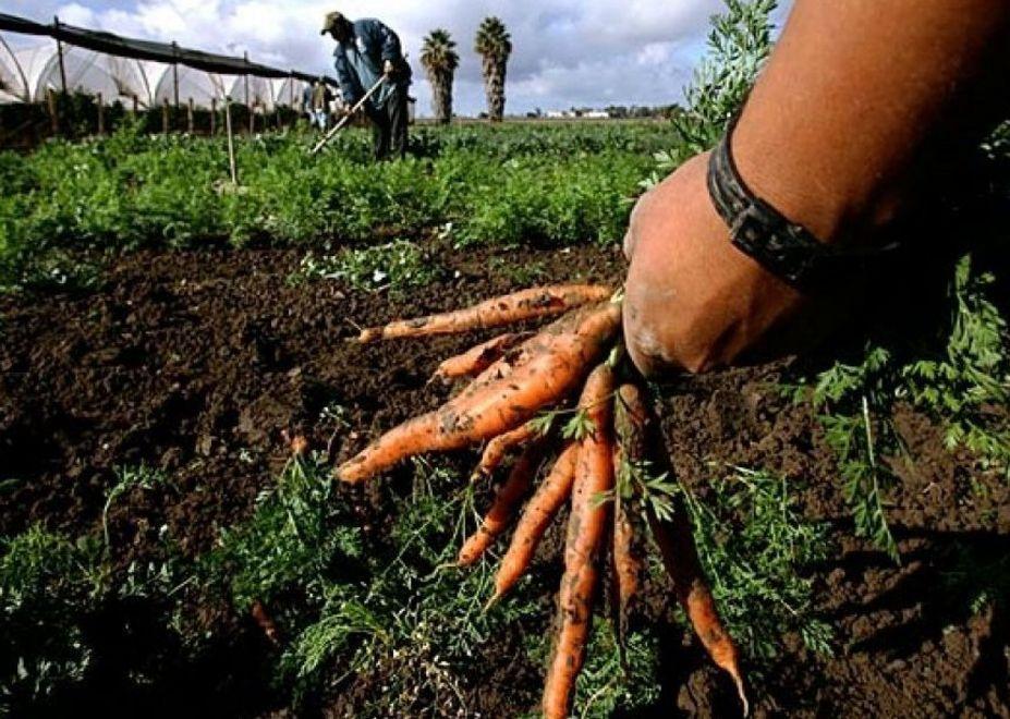 Anche a Modena il boom dell’agricoltura biologica 