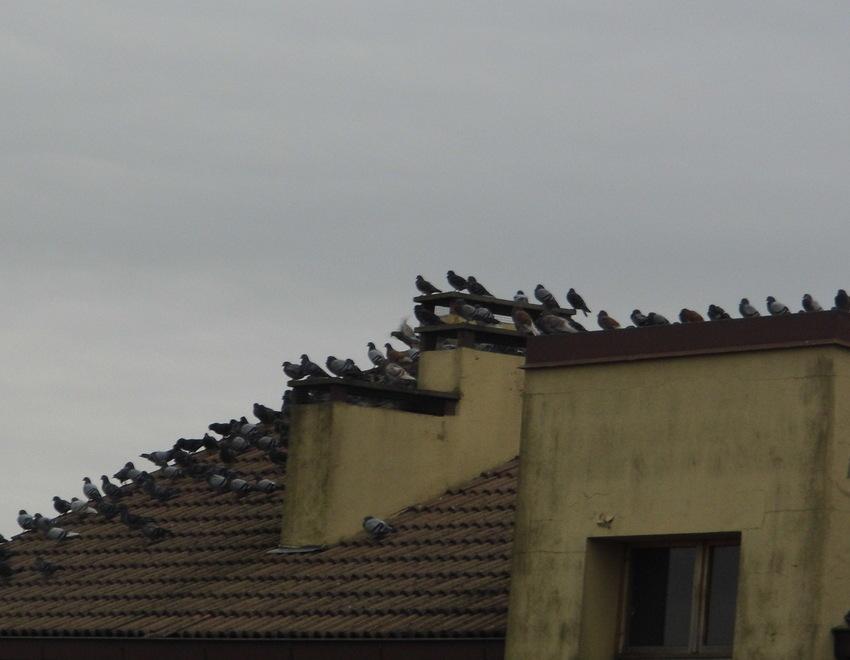 Troppi piccioni, Bondeno corre ai ripari 