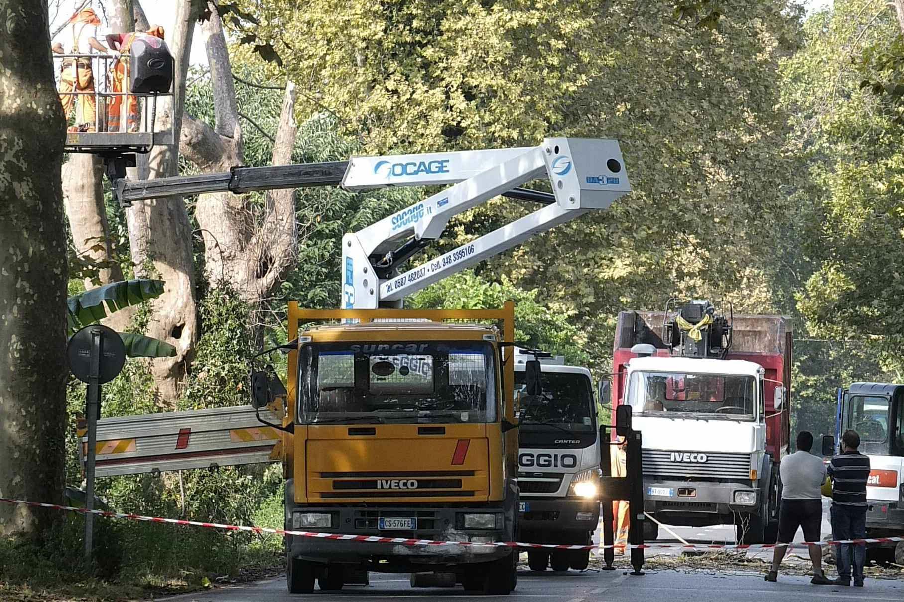 Taglio degli alberi lungo il viale D'Annunzio