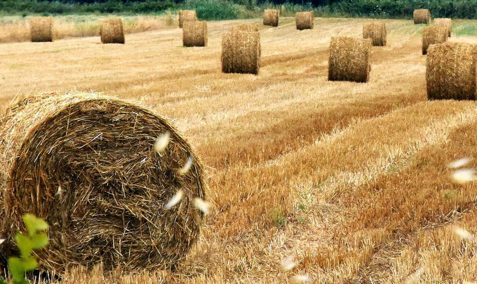 Il carrello della spesa si è svuotato 