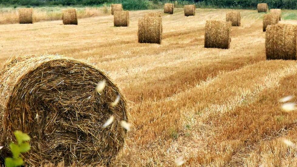 Il carrello della spesa si è svuotato