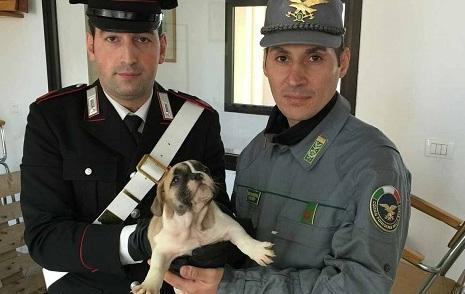 Comacchio, boom di richieste per i cani salvati 