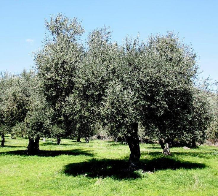 Olio d’oliva, annata in calo ma richieste alle stelle 