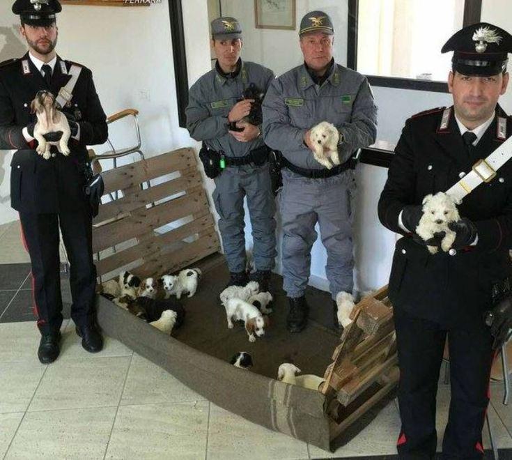 Sventato traffico illecito di piccoli cani di razza 