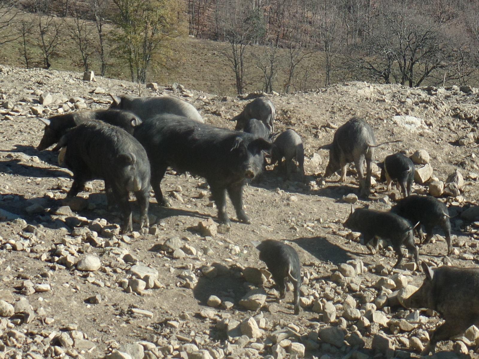 Alcuni esemplari di razza suina Macchiaiola maremmana