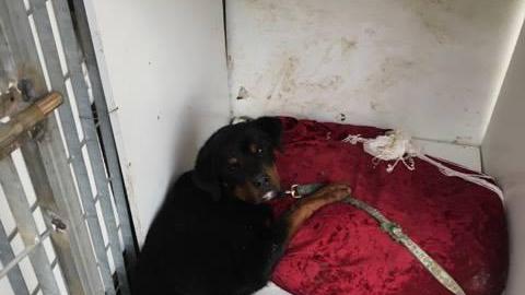 Il rottweiler salvato dalla guardie zoofile
