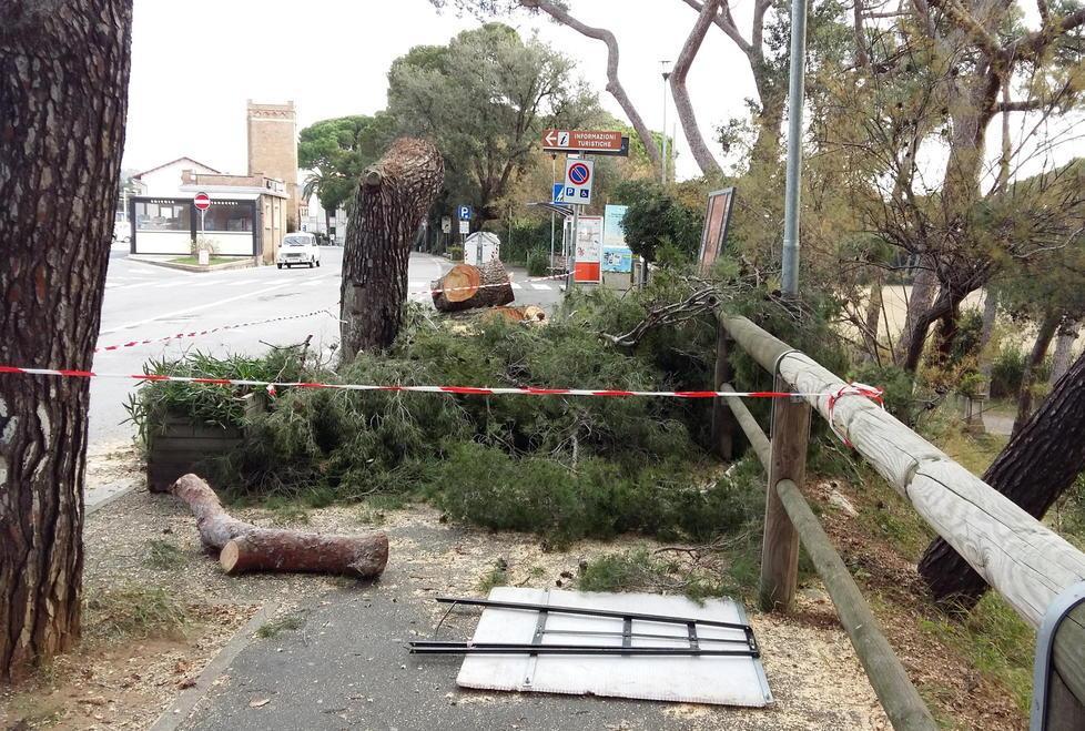 I pini abbattuti lungo l'Aurelia