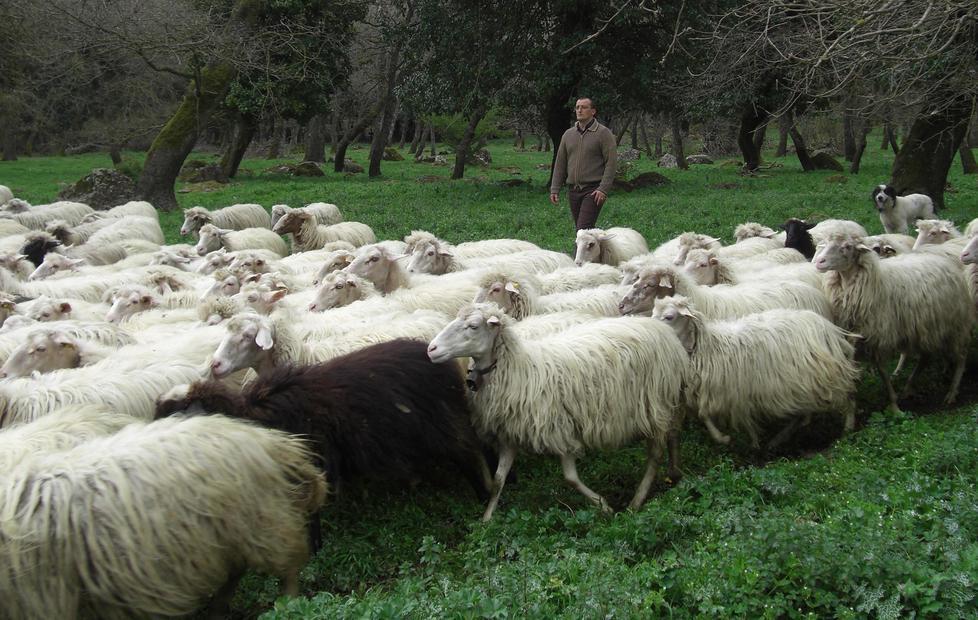 Sindaci e associazioni insieme per discutere sul prezzo del latte 