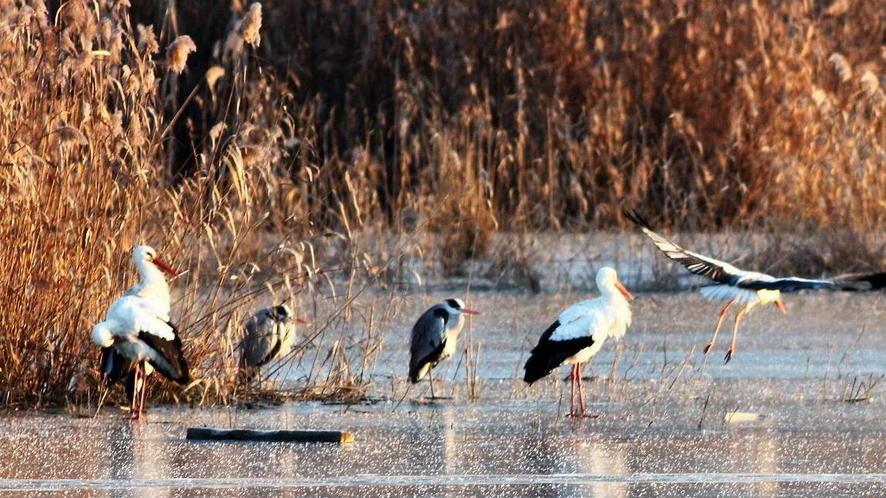 Padule ghiacciato, sos per gli uccelli acquatici