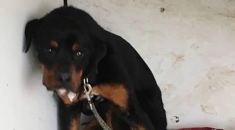 Cane maltrattato, denunciato il padrone