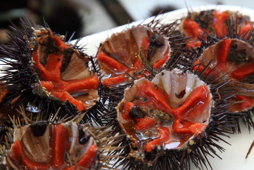 Il ministero rassicura i ricciai: verso la riapertura della pesca 