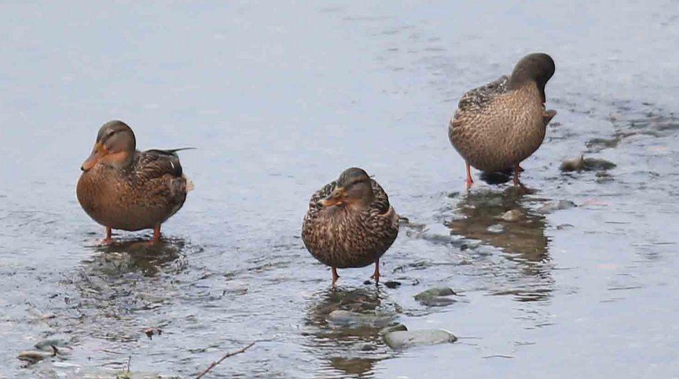 Cuccurese: «Per ora gli animali riescono a sopravvivere» 