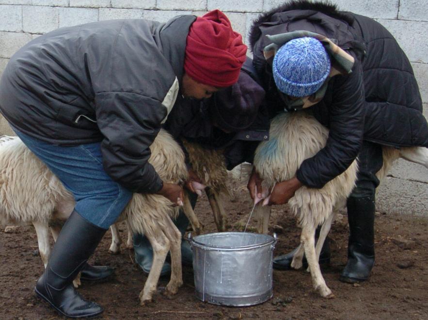 Prezzo latte, via al confronto tra pastori e industriali: il consiglio regionale farà da mediatore 