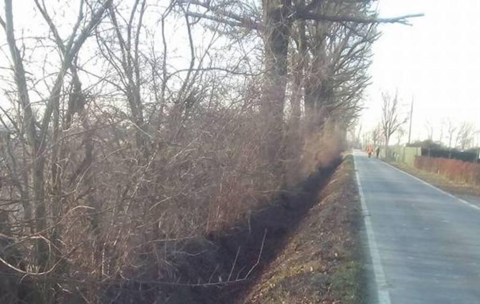 La Forestale indaga sulle potature 