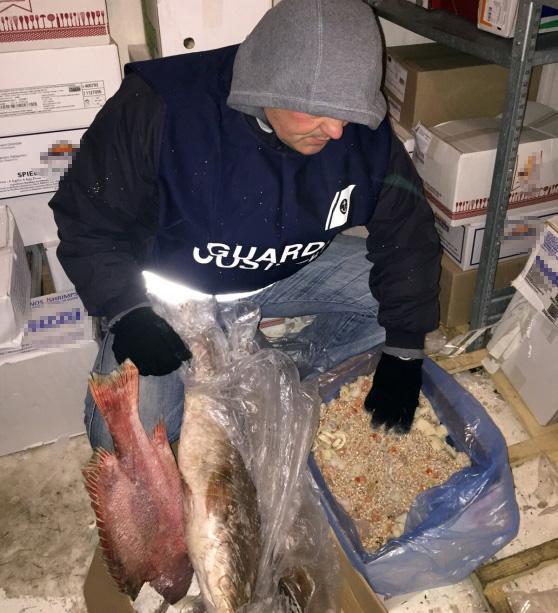Il pesce sequestrato nella foto diffusa dalla Guardia Costiera
