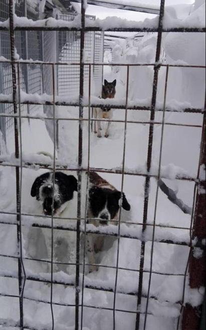 Federica e Lorenzo nel gelo del Molise per salvare 15 cani 