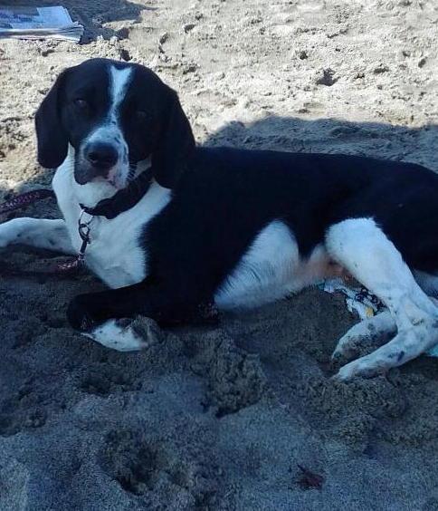 Smarrito il cane Timmy nella zona di Avenza