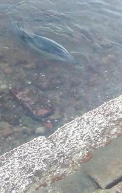 Un premio a Lida Balleri per il delfino salvato 
