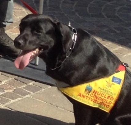 Ecco i cani antiveleno della Forestale dell’Arma
