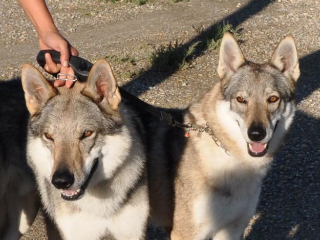 Due lupi cecoslovacchi: a Serra venivano incrociati con altri lupi