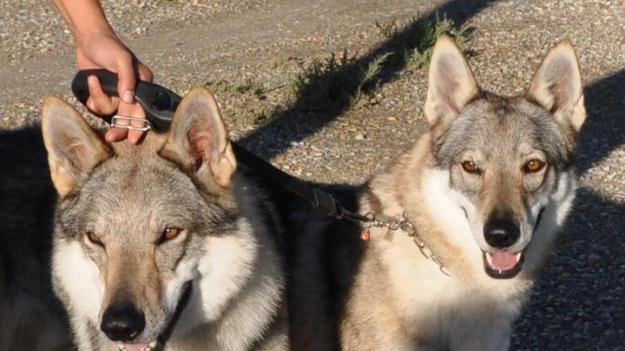 Due lupi cecoslovacchi: a Serra venivano incrociati con altri lupi