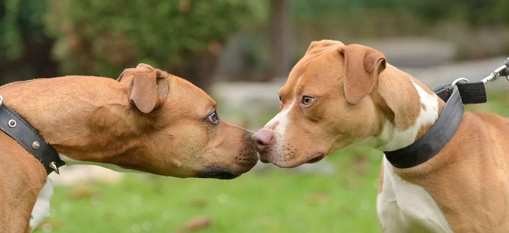 Violenta zuffa tra i cani di casa, mamma e figlio barricati