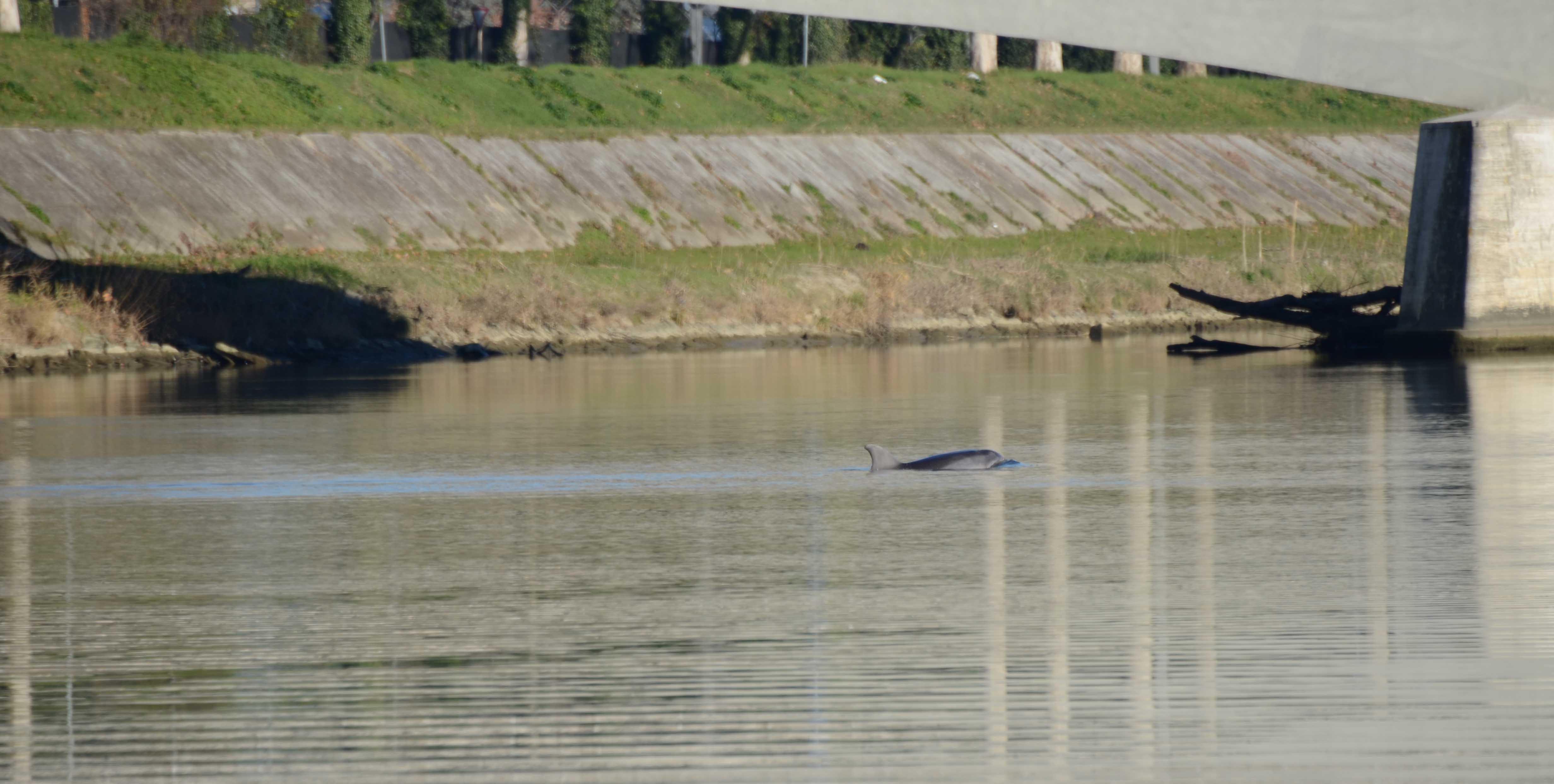 Il delfino avvistato il 31 dicembre