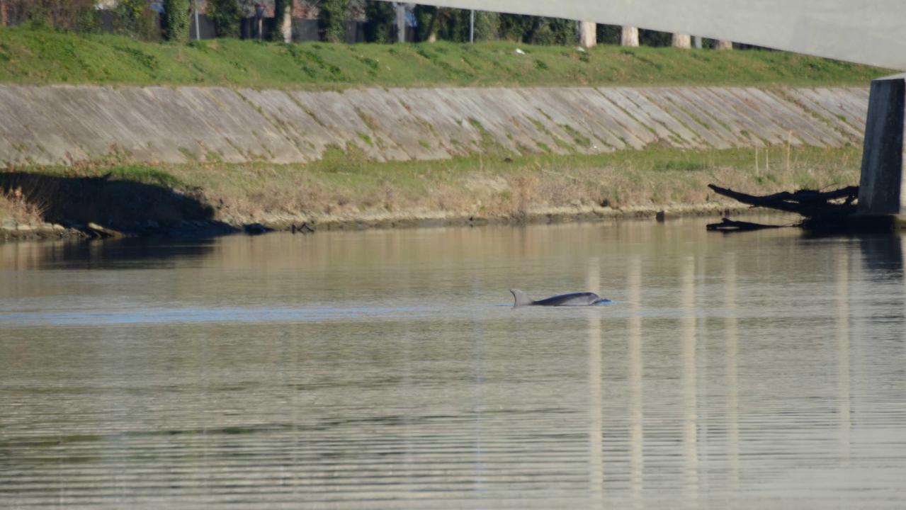 Il delfino avvistato il 31 dicembre