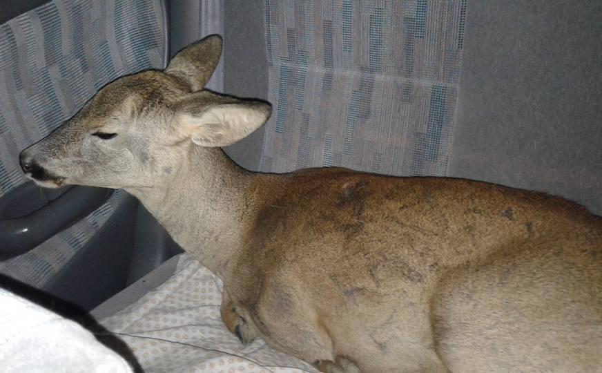 Il capriolo salvato
