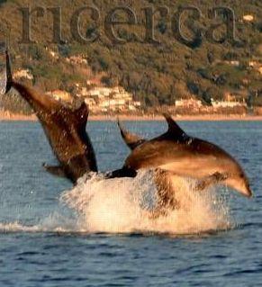 Ultima adesione a Pelagos Il Golfo è la culla dei cetacei