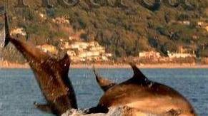 Ultima adesione a Pelagos Il Golfo è la culla dei cetacei