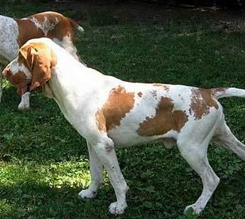 Valli, aprono le gabbie e rubano 8 cani da caccia 