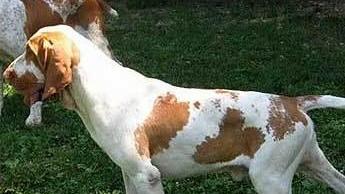 Valli, aprono le gabbie e rubano 8 cani da caccia