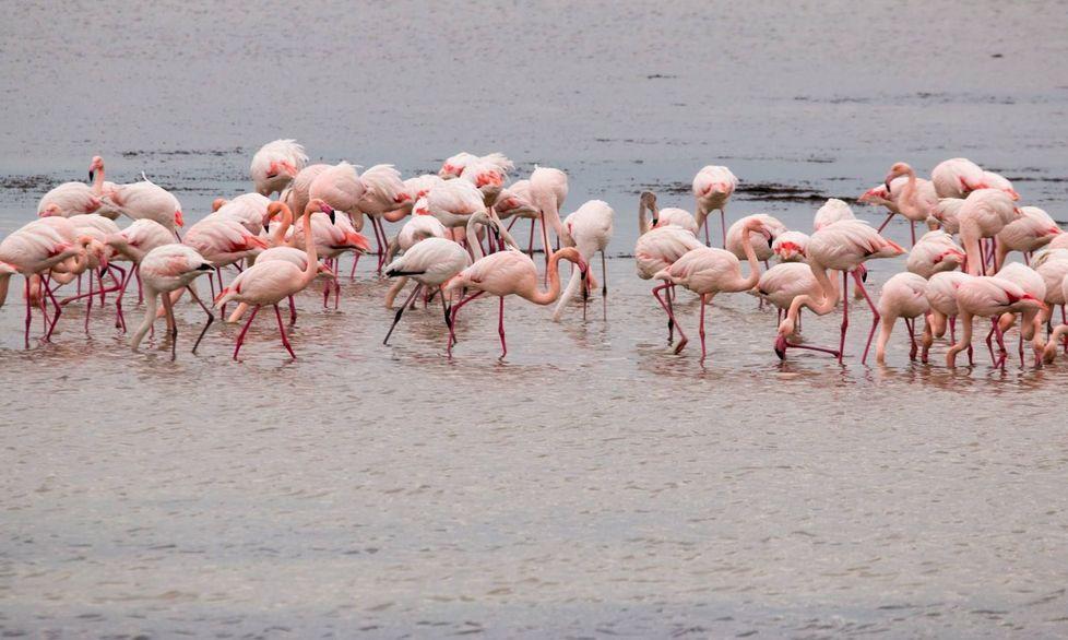 I fenicotteri rosa in pieno inverno