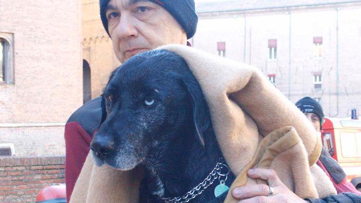 Cane nel fossato: salvato dai vigili