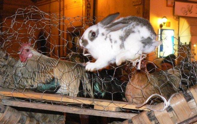 Sant’Antonio: Festa nel creato e benedizioni degli animali