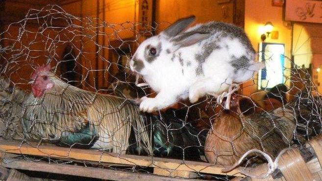 Sant’Antonio: Festa nel creato e benedizioni degli animali