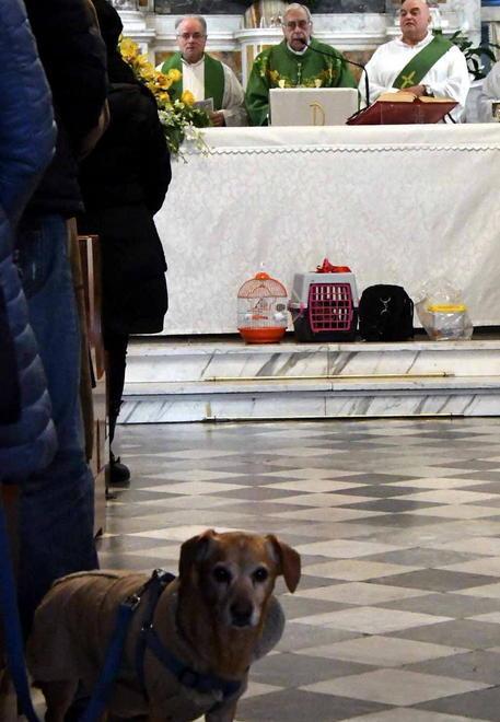 Il vescovo ai Quercioli per la benedizione dei nostri animali 