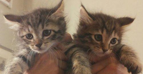 Piccoli animali, un master in Medicina d’urgenza
