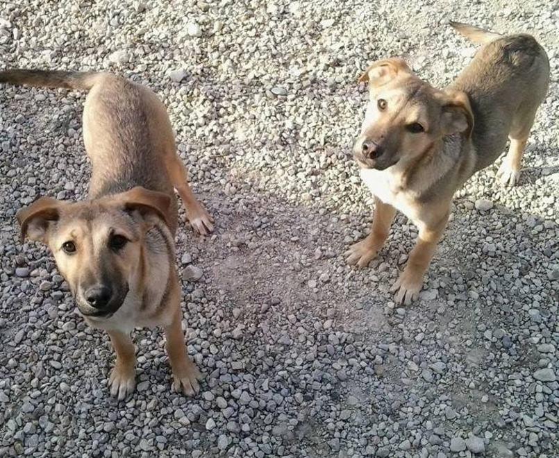 Tessa e Fillo, al canile ancora cuccioli in attesa 