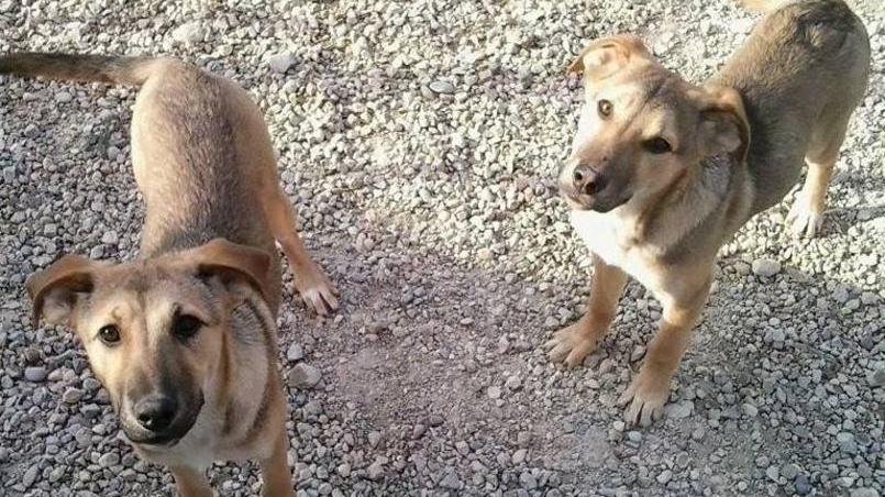 Tessa e Fillo, al canile ancora cuccioli in attesa